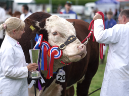 25 May 2025 Northumberland County Show, Bywell, near Stocksfield