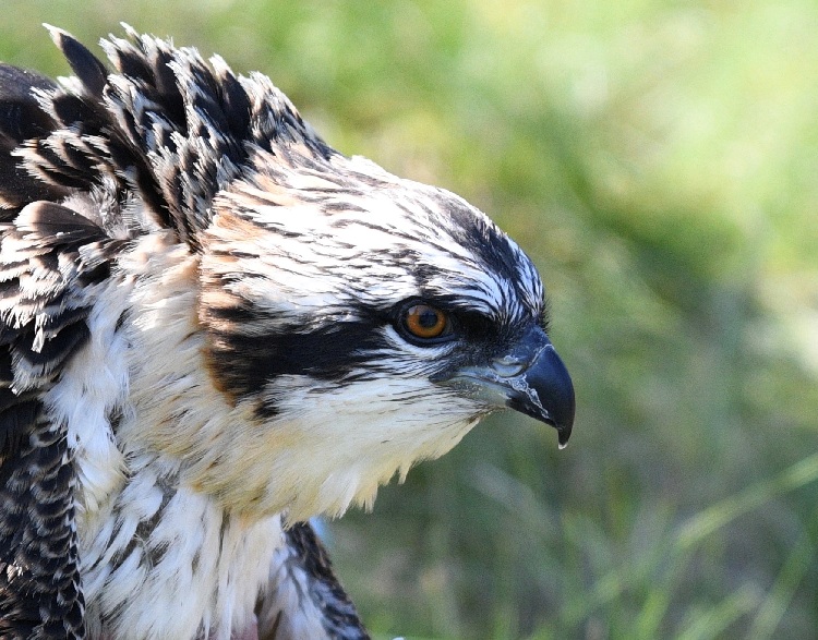 Kielder Ospreys