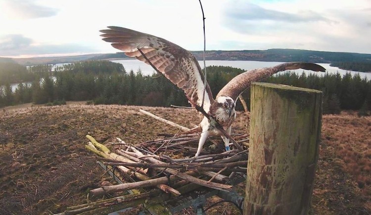 Osprey Watch 4 April - mid August, Tower Knowe